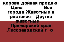 корова дойная продаю › Цена ­ 100 000 - Все города Животные и растения » Другие животные   . Приморский край,Лесозаводский г. о. 